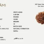 10 Mukhi Rudraksha