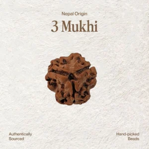 3 Mukhi Rudraksha