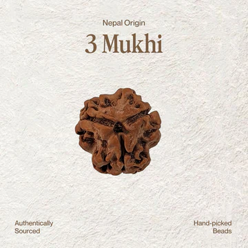 3 Mukhi Rudraksha