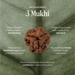 3 Mukhi Rudraksha