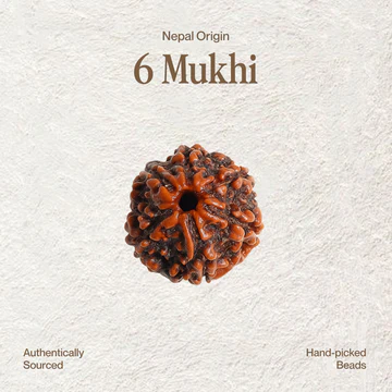 6 Mukhi Rudraksha