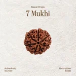 7 Mukhi Rudraksha