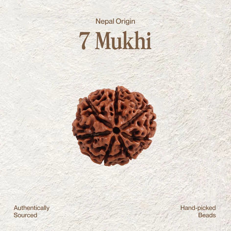7 Mukhi Rudraksha