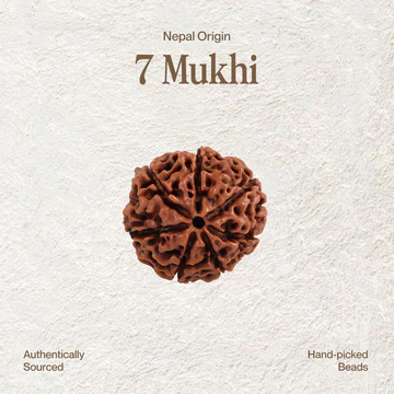 7 Mukhi Rudraksha