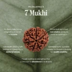 7 Mukhi Rudraksha