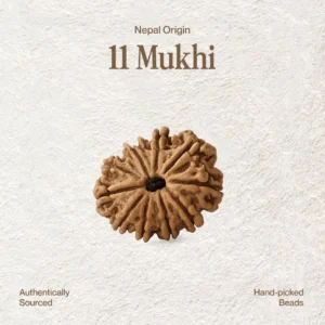 11 Mukhi Rudraksha