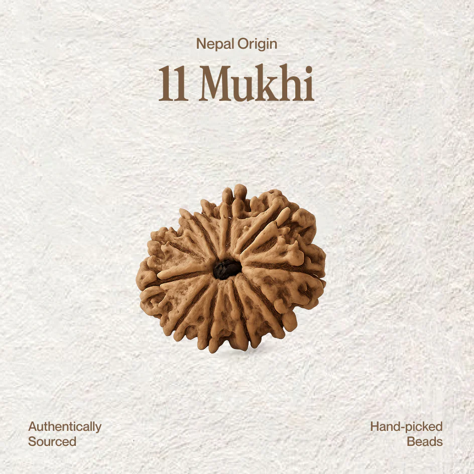 11 Mukhi Rudraksha