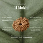 11 Mukhi Rudraksha