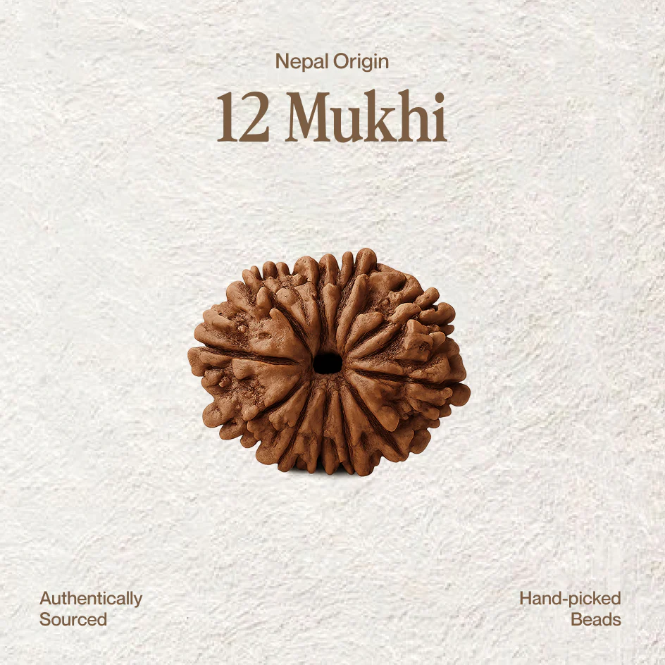 12 Mukhi Rudraksha
