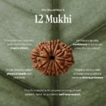 12 Mukhi Rudraksha