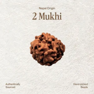 2 Mukhi Rudraksha