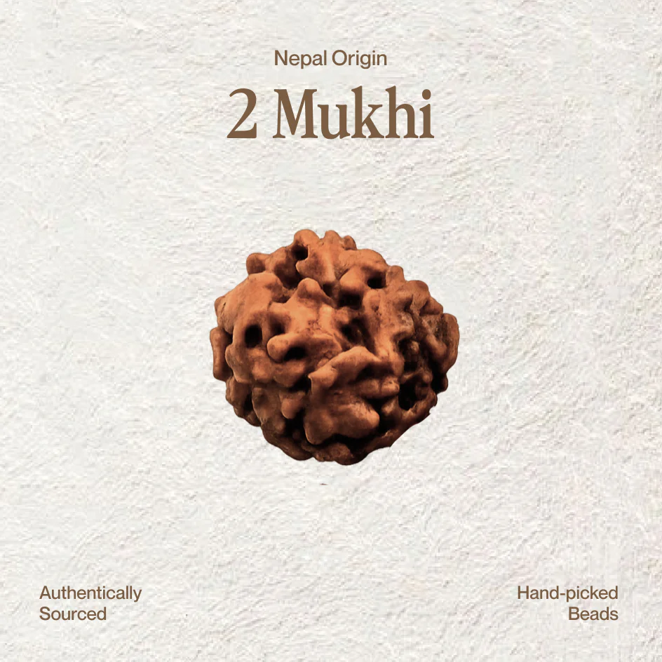 2 Mukhi Rudraksha