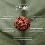 2 Mukhi Rudraksha