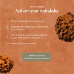 2 Mukhi Rudraksha