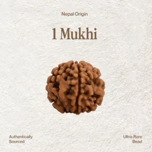1 Mukhi Rudraksha