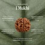 1 Mukhi Rudraksha