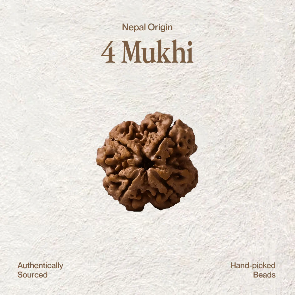 4 Mukhi Rudraksha