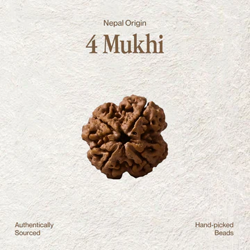 4 Mukhi Rudraksha