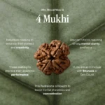4 Mukhi Rudraksha