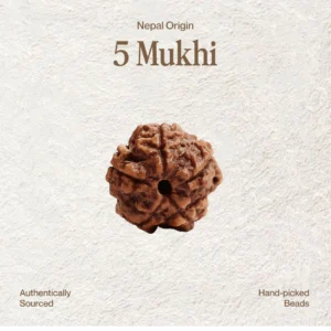 5 Mukhi Rudraksha