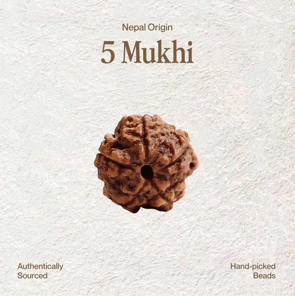 5 Mukhi Rudraksha