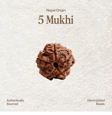 5 Mukhi Rudraksha