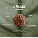 5 Mukhi Rudraksha