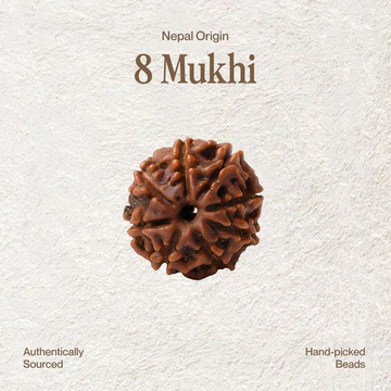 8 Mukhi Rudraksha