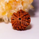 6 Mukhi Rudraksha