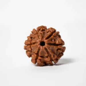 6 Mukhi Rudraksha